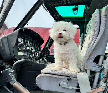 Skye's High-Flying Adventure: A Helicopter Mission