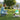 Woman playing fetch with her small dog outdoors in a park using the automatic ball launcher